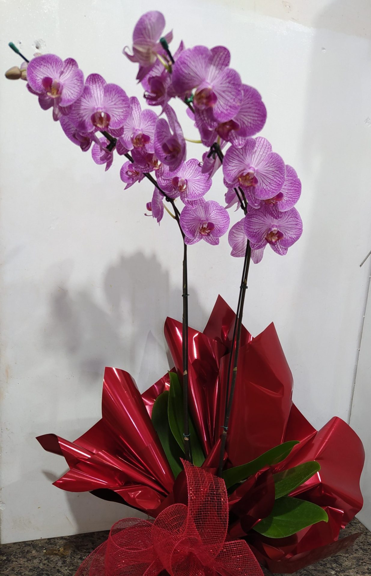 Floricultura Center Flores - Orquídea Phalaenopsis duas hastes
